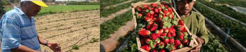 Report on: The Impact of the Closure Policy on Agricultural Exports in the Gaza Strip