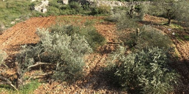 التقرير الأسبوعي حول الانتهاكات الإسرائيلية في الأرض الفلسطينيــة المحتلــة (8 -14 أكتوبر 2020)